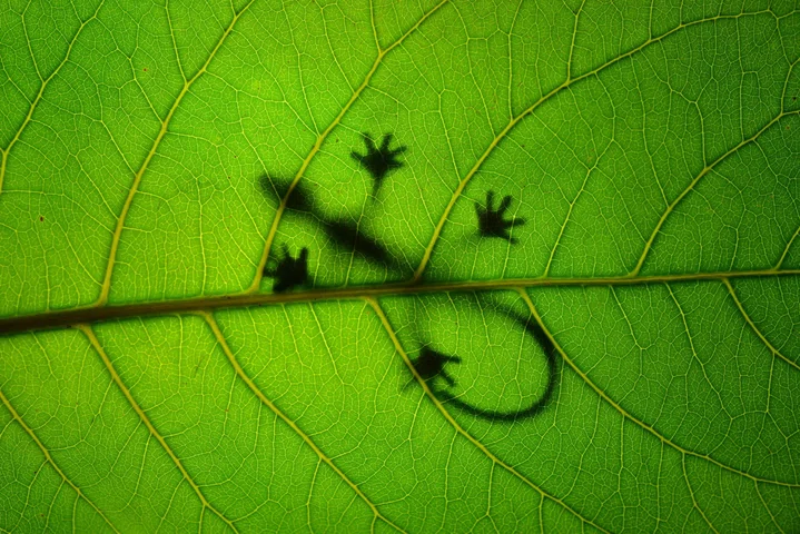 NoSQL база данных MongoDB: работа на Python (pymongo)