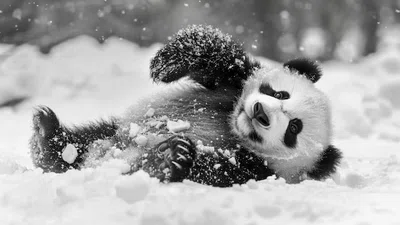 Обработка данных в Python без Pandas: Polars, DuckDB и chDB