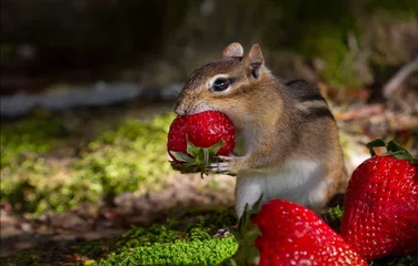 Данные Wildberries через API в ClickHouse, Postgres и MySQL на Python