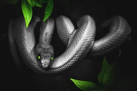 Сортировка файлов по расширениям в разные папки на Python