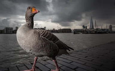 Бесплатный аудитор Яндекс.Директ на Power BI